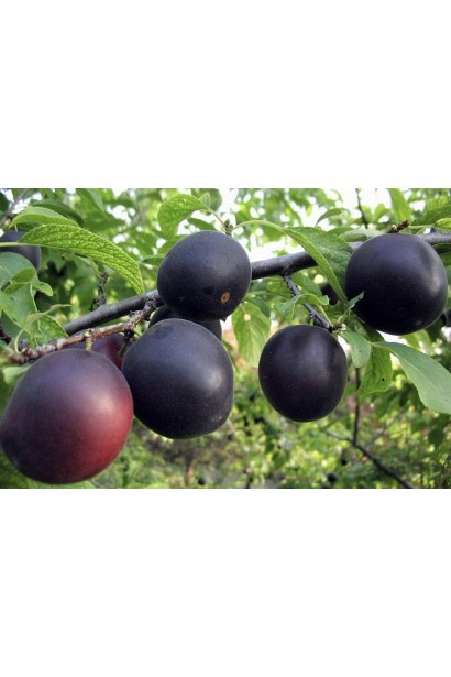 Зрілі плоди абрикоса ‘Монарезі’ на гілках під сонцем